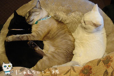 抱き猫枕_e0031853_3221310.jpg
