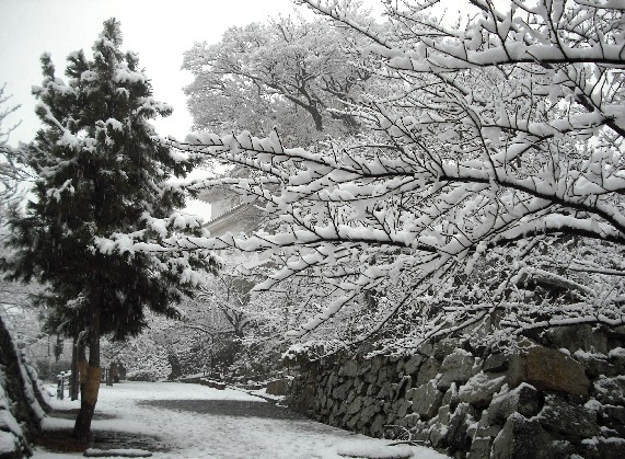 　　和歌山市にも雪が！_b0093754_23445099.jpg