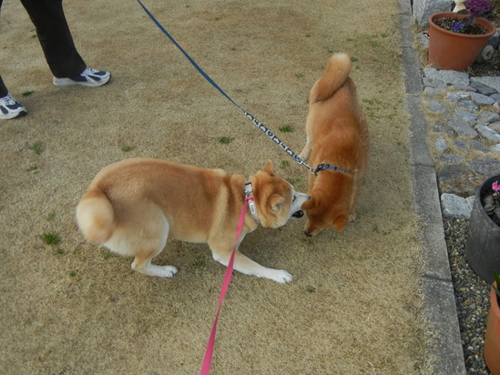 2月22日(火)遼くんのつらいけど、嬉しかった日!_f0060461_20541052.jpg