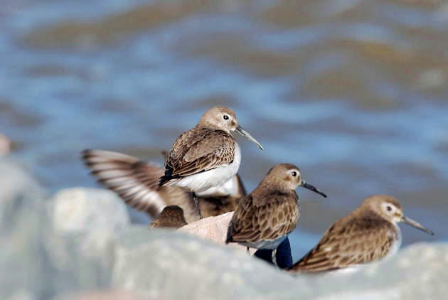 Pacific Golden Plovers_a0126969_416350.jpg