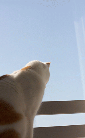 雷蔵という生き物 梅蔵猫日記