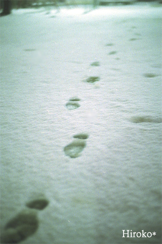 2011.02.22　雪の日_a0130782_21355927.jpg