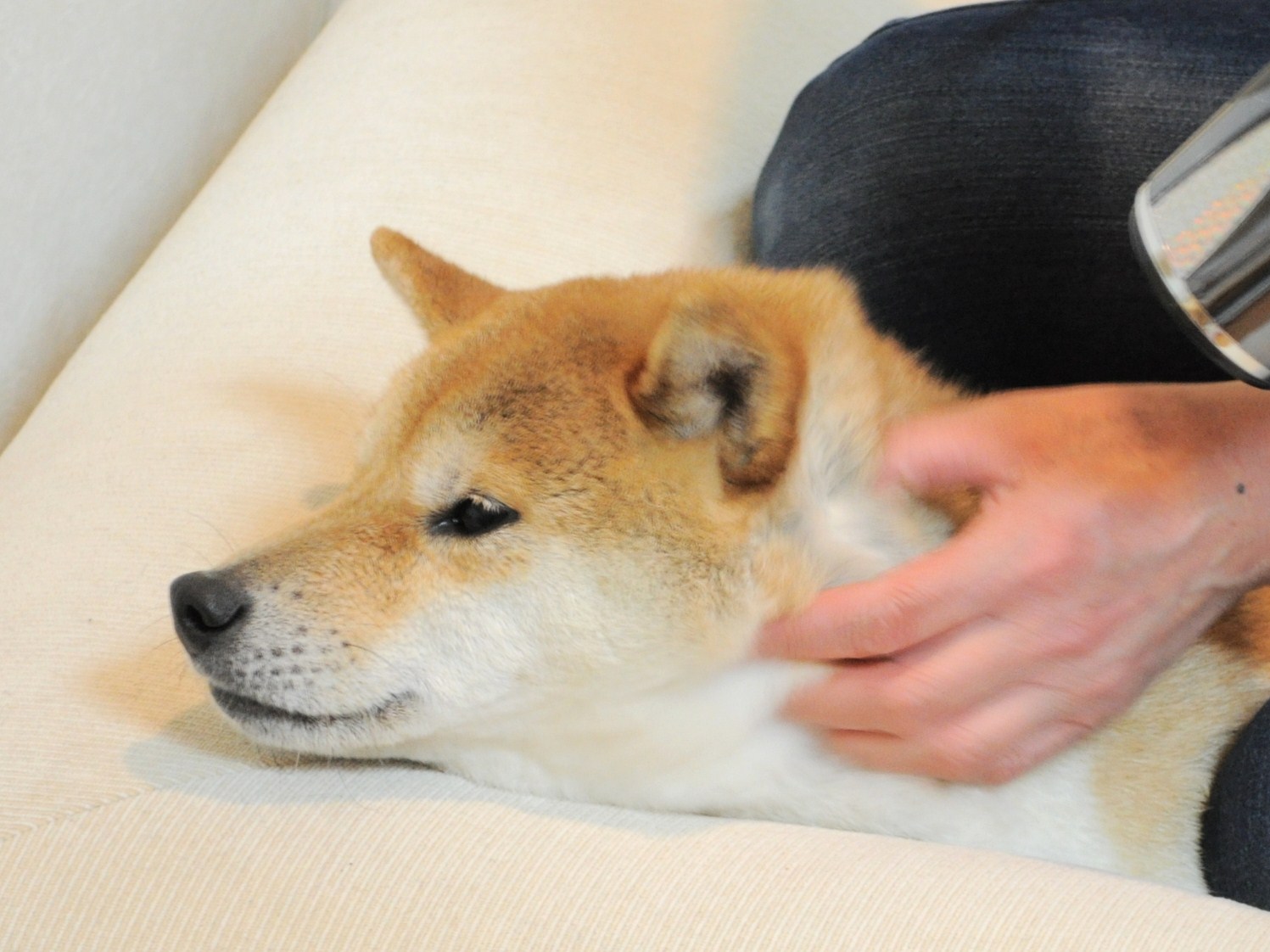 きれいになった!_a0126590_2301426.jpg