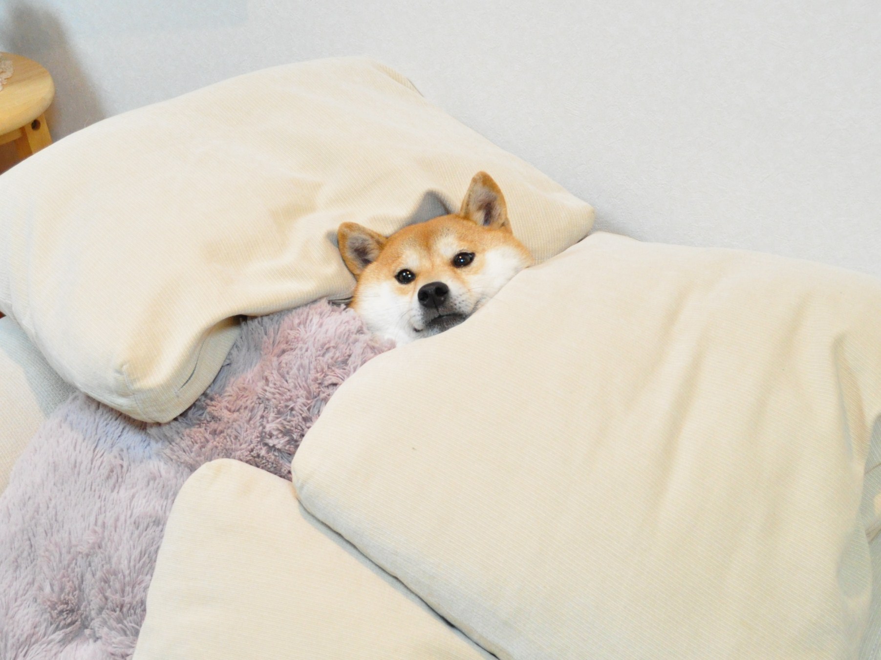 きれいになった!_a0126590_2313798.jpg