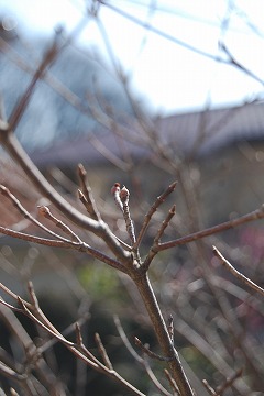 c0124100_1237094.jpg