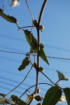 c0124100_12385782.jpg