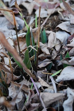 c0124100_12394538.jpg