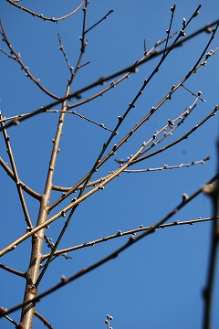 c0124100_1243406.jpg