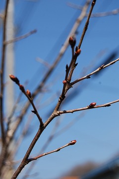 c0124100_12435041.jpg
