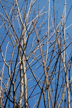 c0124100_12442315.jpg