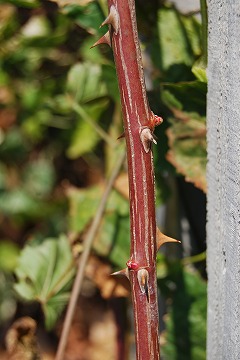 c0124100_12445357.jpg