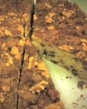 c0164401_2584454.jpg