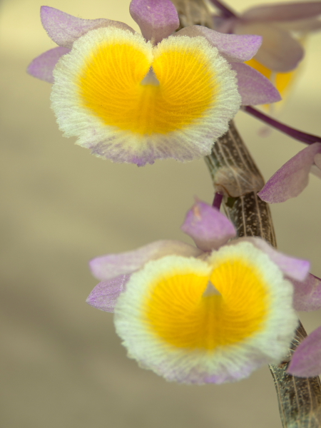 Dendrobium primulinum_c0158511_20273612.jpg