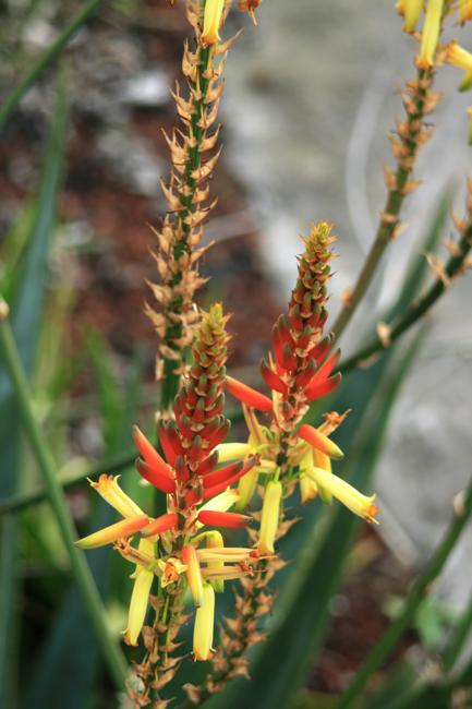 アロエの一種 Aloe cryptopoda ? : ハワイ島の空の下