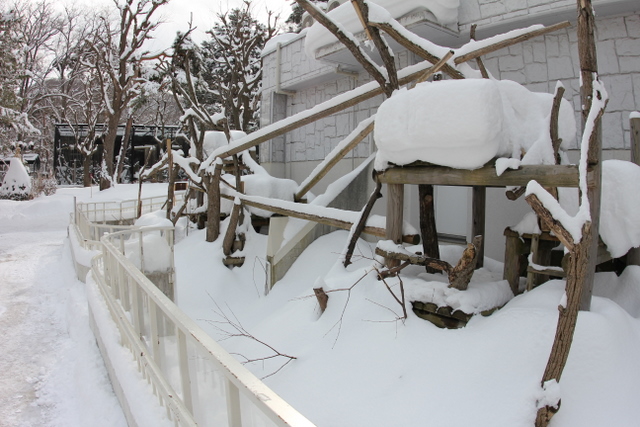 久しぶりの円山動物園_f0221023_12553919.jpg