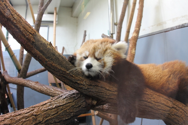 久しぶりの円山動物園_f0221023_12562134.jpg