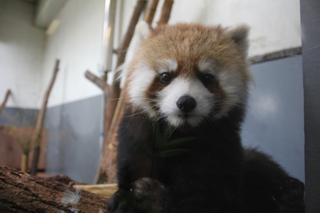 久しぶりの円山動物園_f0221023_139275.jpg