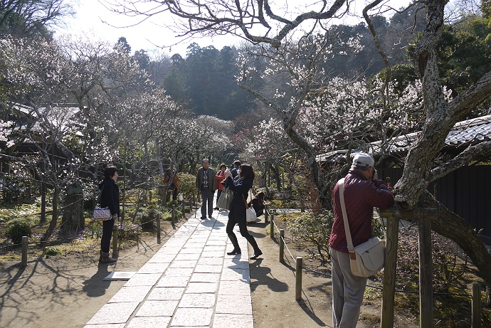 東慶寺の境内に春が来た_c0196928_17254831.jpg