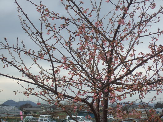 桜祭り.....寒い中震えながら!_b0137932_20102110.jpg