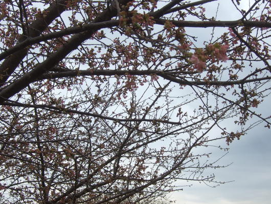桜祭り.....寒い中震えながら!_b0137932_2010557.jpg