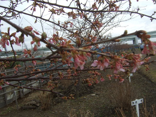 桜祭り.....寒い中震えながら!_b0137932_2011259.jpg