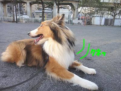 すべり台ワンね~!_e0195743_2463824.jpg