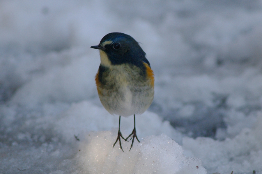 2月の鳥（ルリビタキとサカツラガン）_b0144049_17492098.jpg