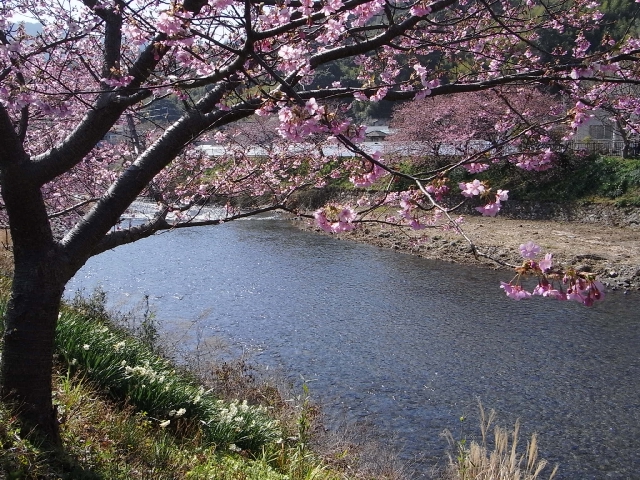 河津桜と天城高原_f0000459_21191468.jpg