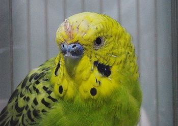さぶいぼ頭でしゃべる鳥 たんたん のっぽ さぶいぼ頭でしゃべる鳥 たんたん のっぽ