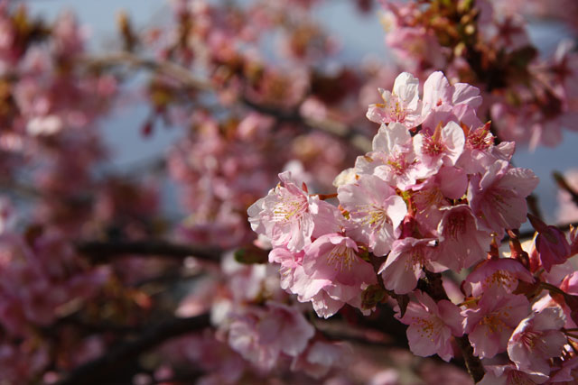 「まつだ桜まつり」見頃を迎える！_b0041473_16195196.jpg