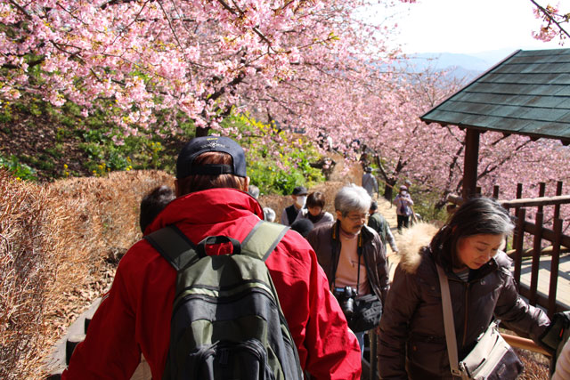 「まつだ桜まつり」見頃を迎える！_b0041473_16202555.jpg