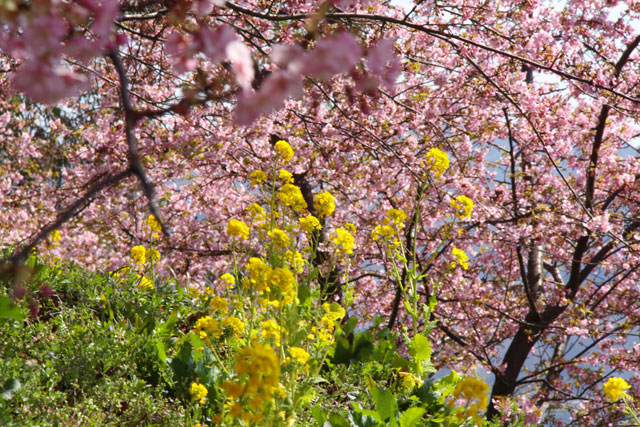 「まつだ桜まつり」見頃を迎える！_b0041473_16205875.jpg