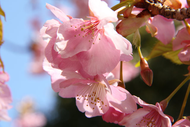 「まつだ桜まつり」見頃を迎える！_b0041473_16214747.jpg