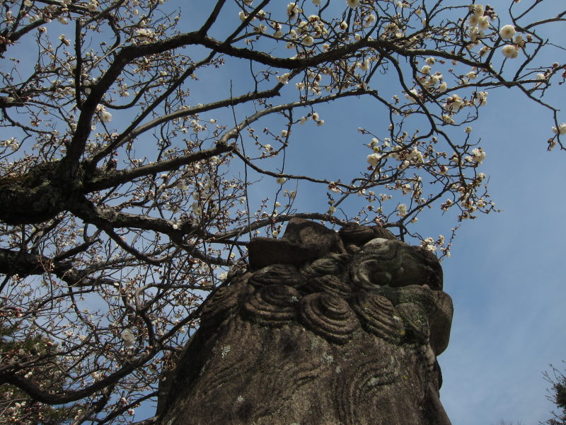 京都・北野天満宮の梅はまだまだ3分咲きーブロンプトンで京都満喫ポタ（前編）_e0138081_16345493.jpg