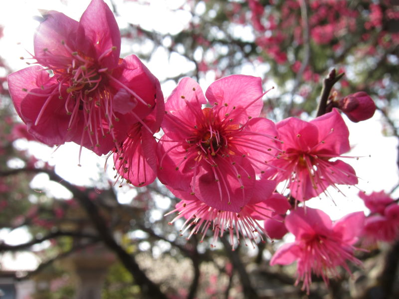 京都・北野天満宮の梅はまだまだ3分咲きーブロンプトンで京都満喫ポタ（前編）_e0138081_16391446.jpg