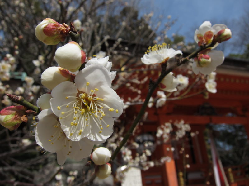 京都・北野天満宮の梅はまだまだ3分咲きーブロンプトンで京都満喫ポタ（前編）_e0138081_1641985.jpg