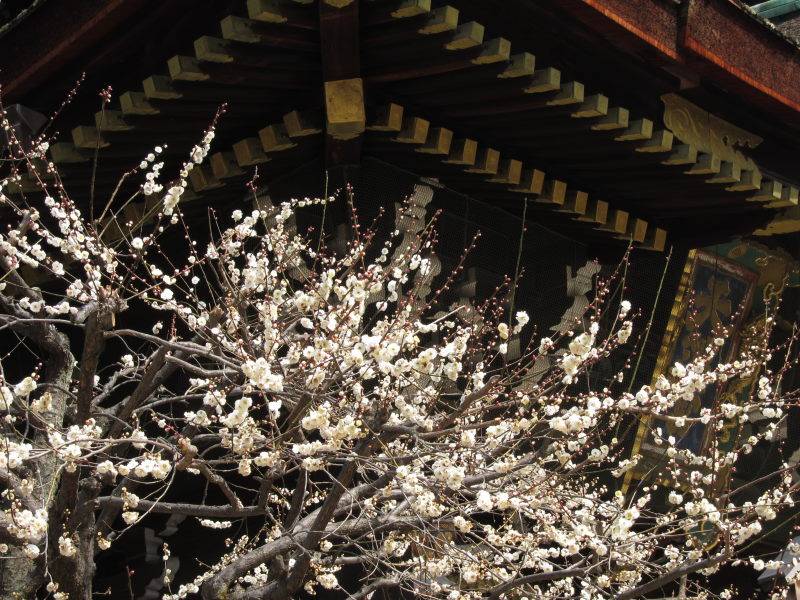 京都・北野天満宮の梅はまだまだ3分咲きーブロンプトンで京都満喫ポタ（前編）_e0138081_16445924.jpg