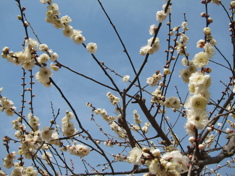 京都・北野天満宮の梅はまだまだ3分咲きーブロンプトンで京都満喫ポタ（前編）_e0138081_16452267.jpg