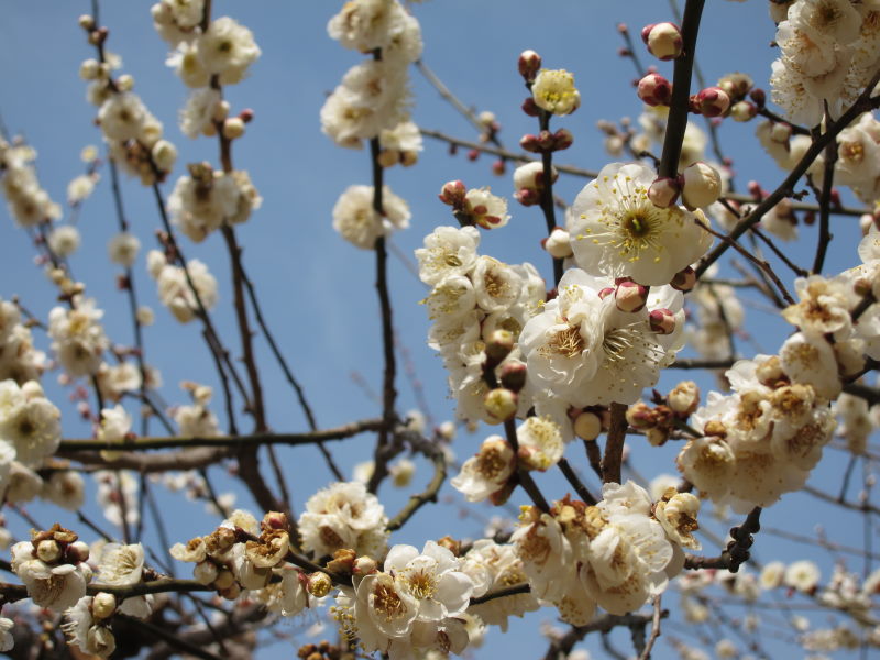 京都・北野天満宮の梅はまだまだ3分咲きーブロンプトンで京都満喫ポタ（前編）_e0138081_16454386.jpg