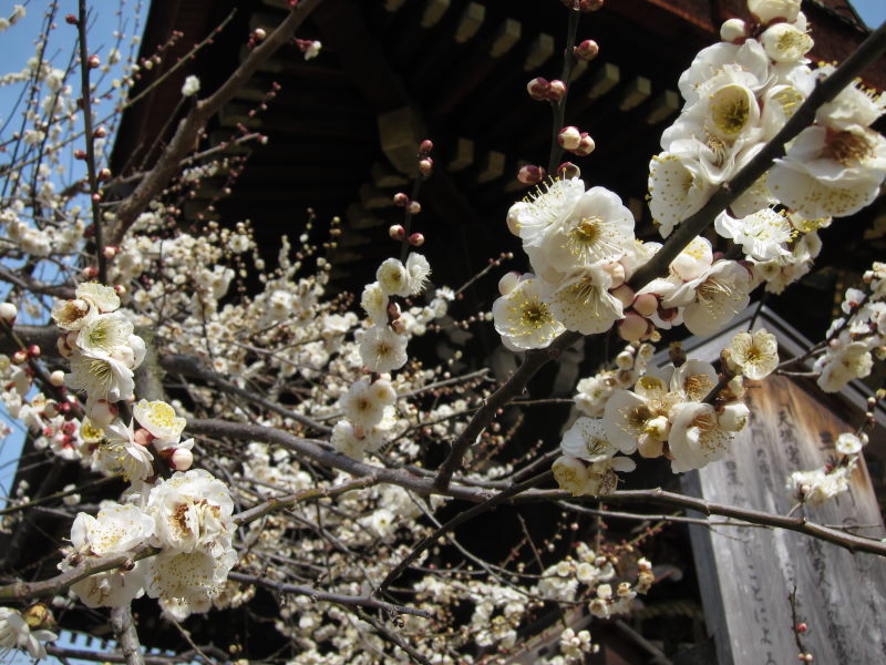 京都・北野天満宮の梅はまだまだ3分咲きーブロンプトンで京都満喫ポタ（前編）_e0138081_16455997.jpg