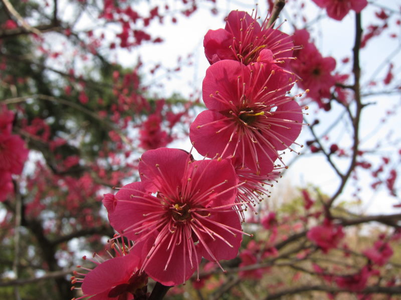 京都・北野天満宮の梅はまだまだ3分咲きーブロンプトンで京都満喫ポタ（前編）_e0138081_16515547.jpg