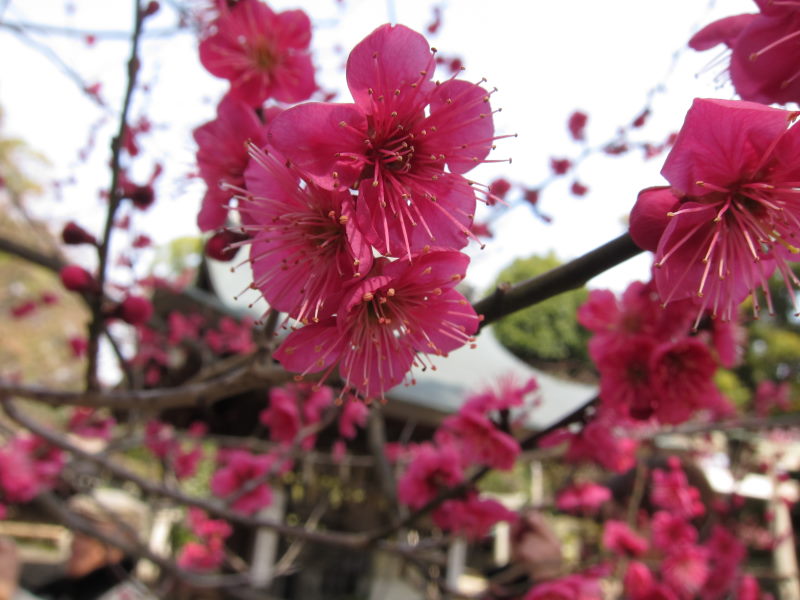 京都・北野天満宮の梅はまだまだ3分咲きーブロンプトンで京都満喫ポタ（前編）_e0138081_1653146.jpg