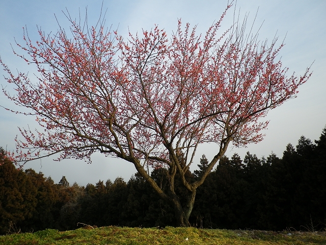 梅林の開花の確認_c0212083_23111280.jpg