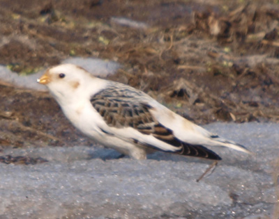 f0159390_8502975.jpg