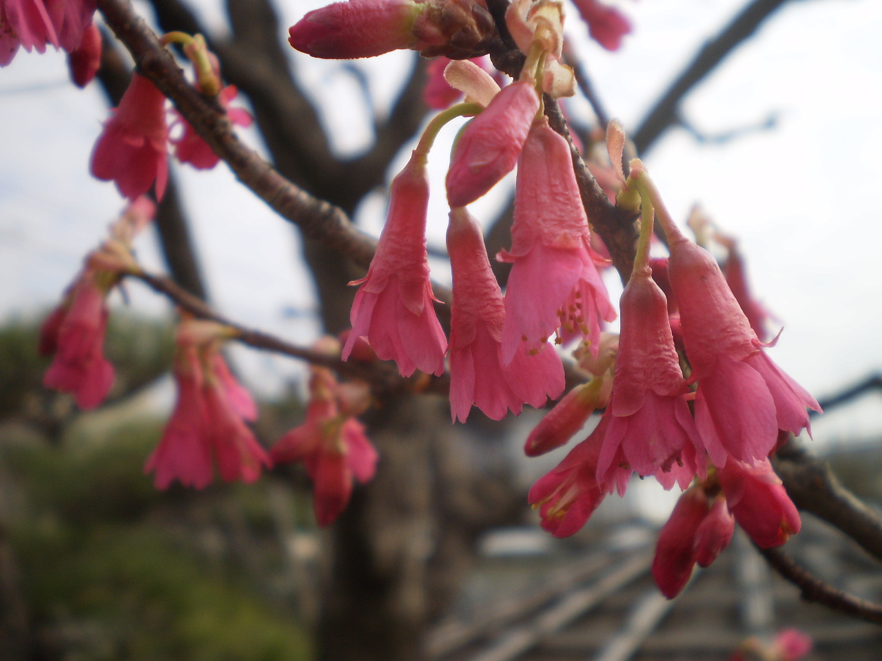 ヒカンザクラ　（緋寒桜）_b0101293_7444293.jpg