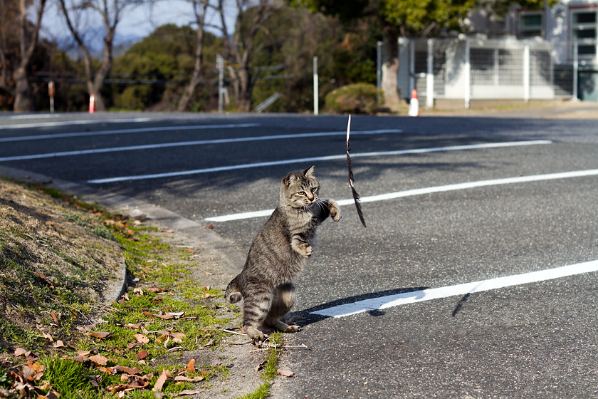 広島の猫#802_c0191394_23164192.jpg