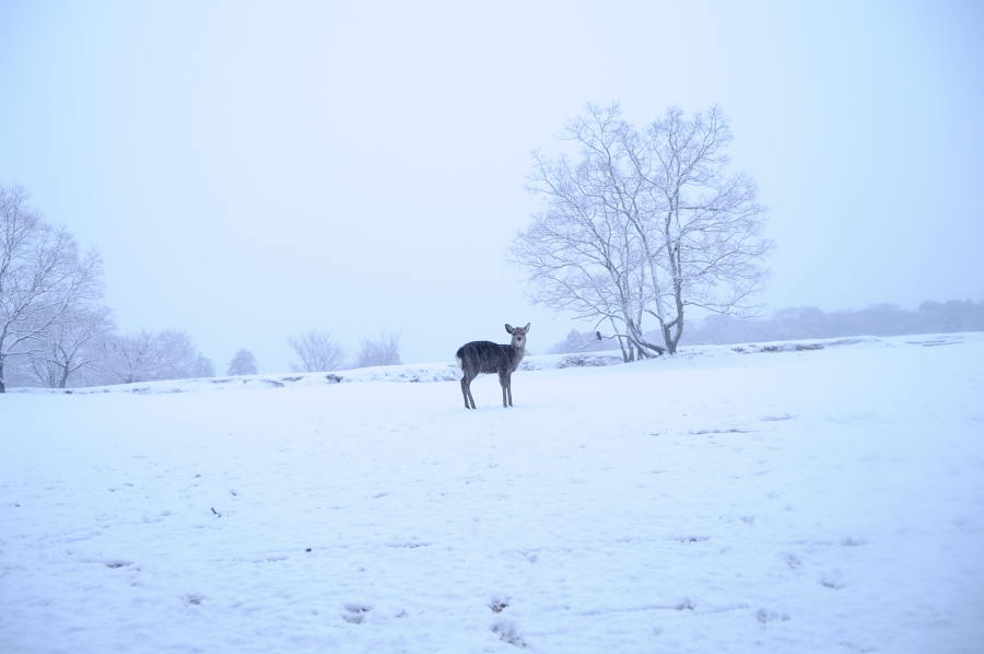 雪の写真and撮影記２_e0233998_20161412.jpg