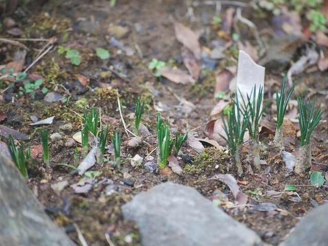 クロッカスの芽・伸びる_e0025300_16581682.jpg