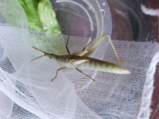 オンブバッタ脱皮しました 昆虫ブログ むし探検広場