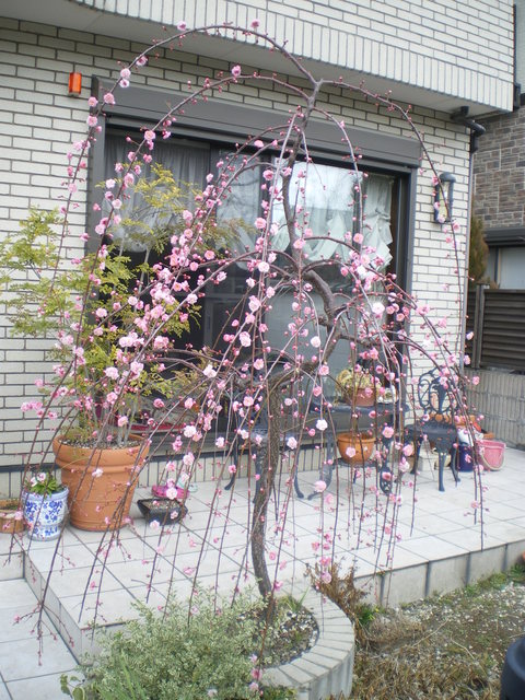 e0128024_1421253.jpg